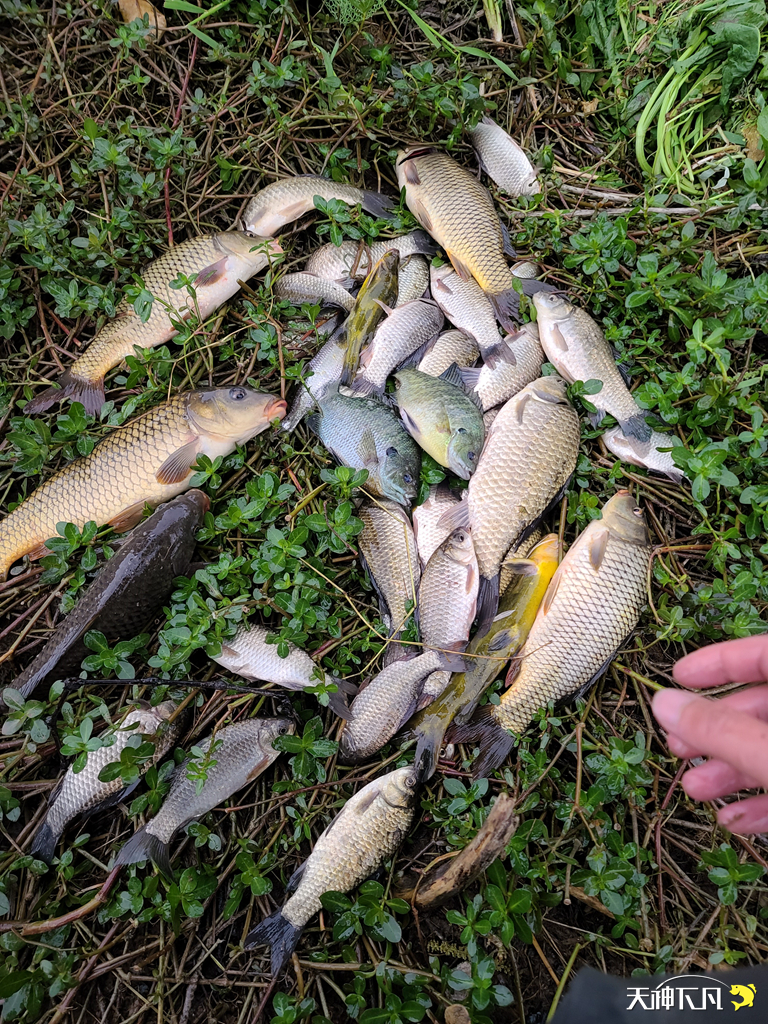 凤凰涅盘浴火重生对火的崇拜,凤凰涅盘浴火重生需要的是勇气