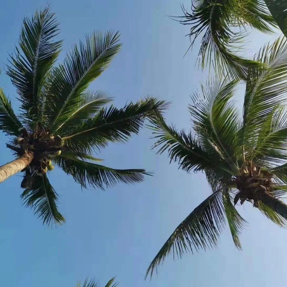 《证券投资基金编码规范》（JR/T0085-2012）-2012.12.26