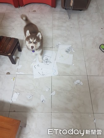 二哈被卡住,二哈被卷帘门卡住视频