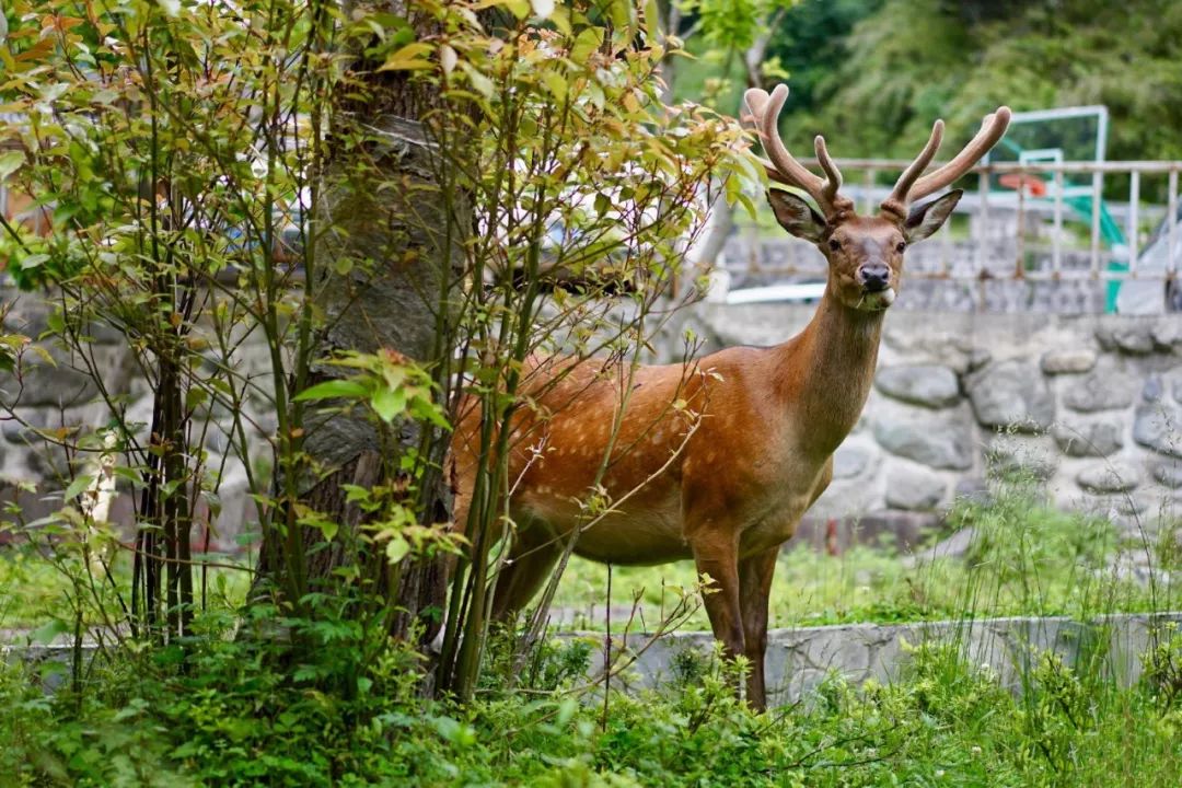 成都周边清明一日游景点推荐,打卡成都周边9个超美郊游圣地