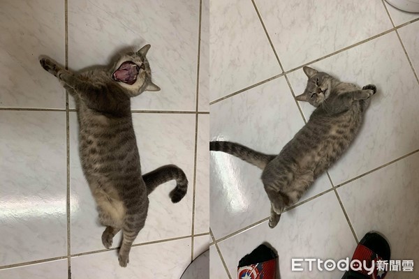 主人打架猫咪怎么想的,主子打架怎么解决