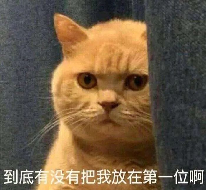 猫是当代年轻人的精神寄托,为什么说猫是最完美的猎手