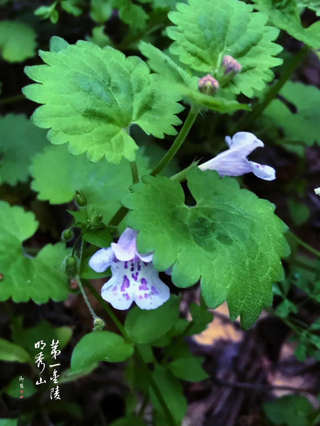 栖霞山植物百科视频,栖霞山上的植物