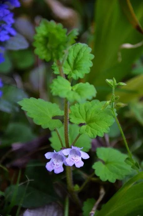 栖霞山植物百科视频,栖霞山上的植物