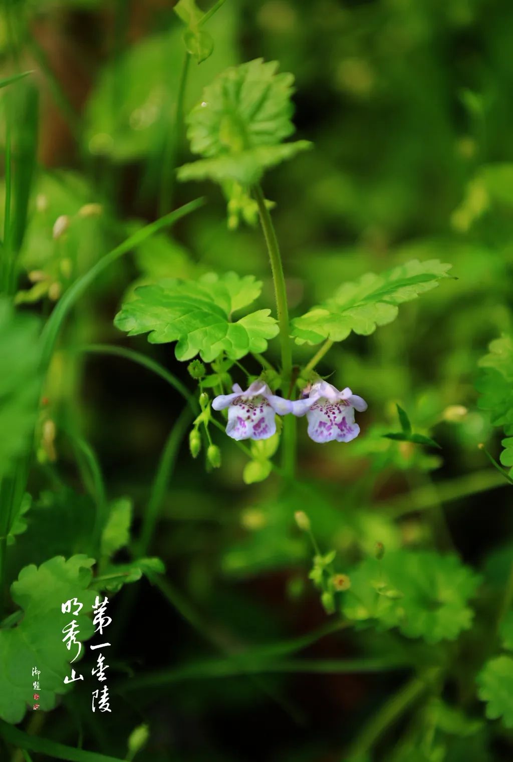 栖霞山植物百科视频,栖霞山上的植物