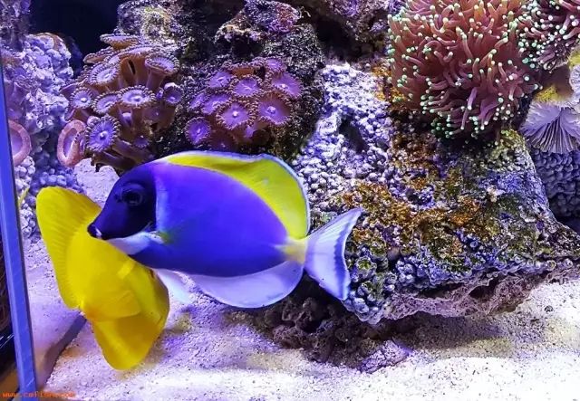 吊类人称“小恶魔”，看我怎么收拾它