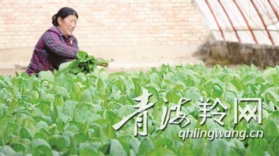 结古镇的绿色奇迹