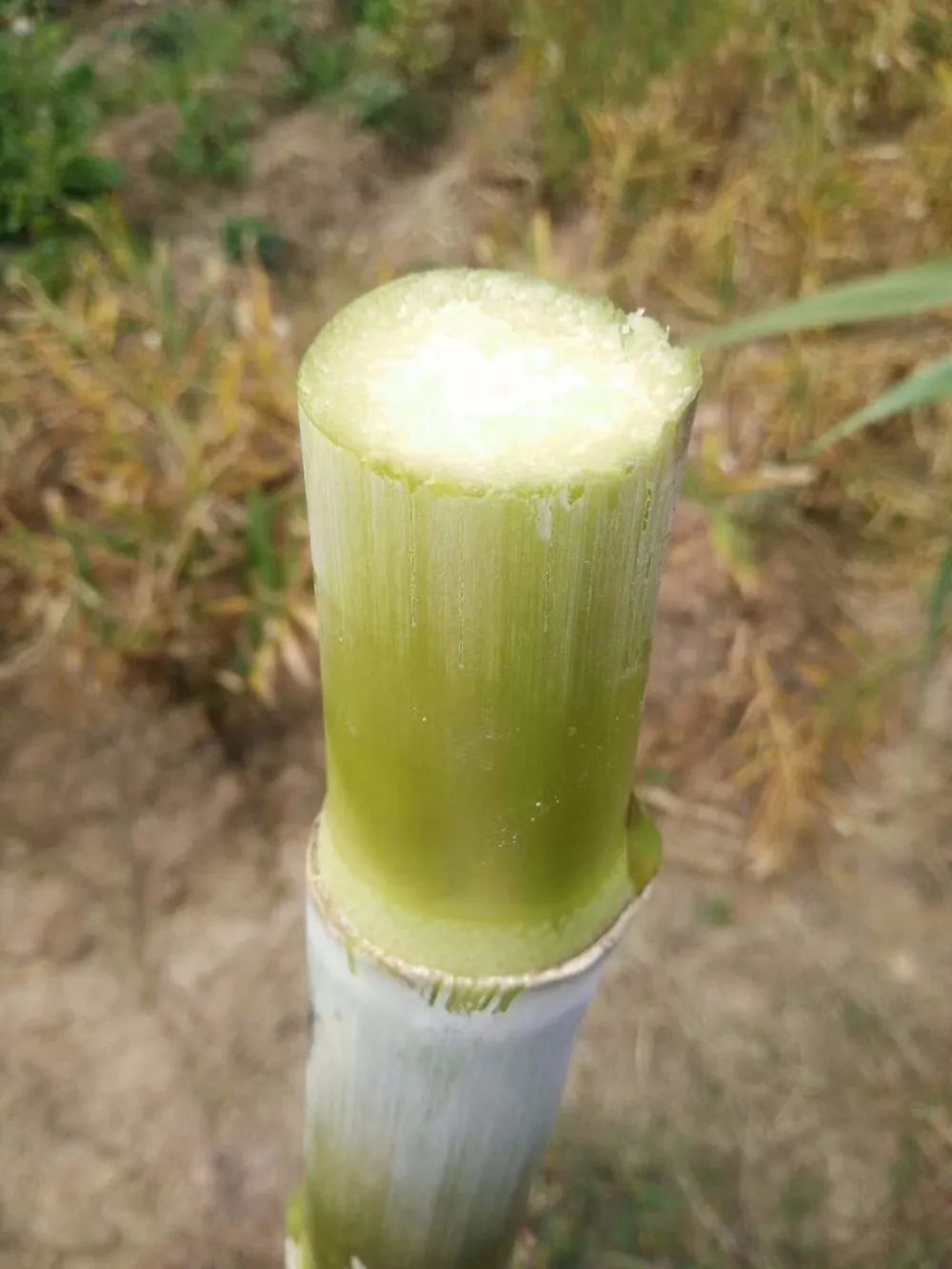 买红糖里面竟然有东西,买散装的红糖不甜特别红是真的吗