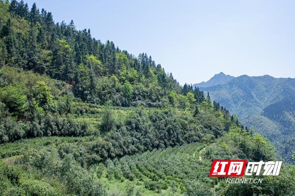 北湖区安和街道：就业产业两不误，茶叶“打赢”收*战官**