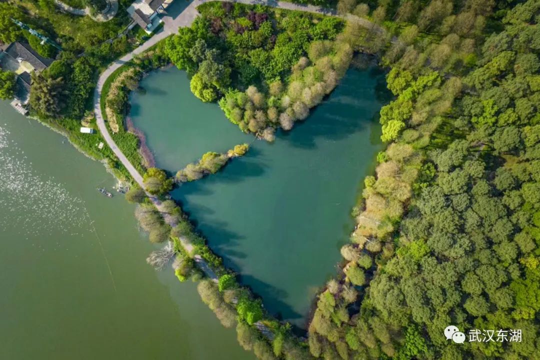 武汉解封后，我最先奔向了东湖