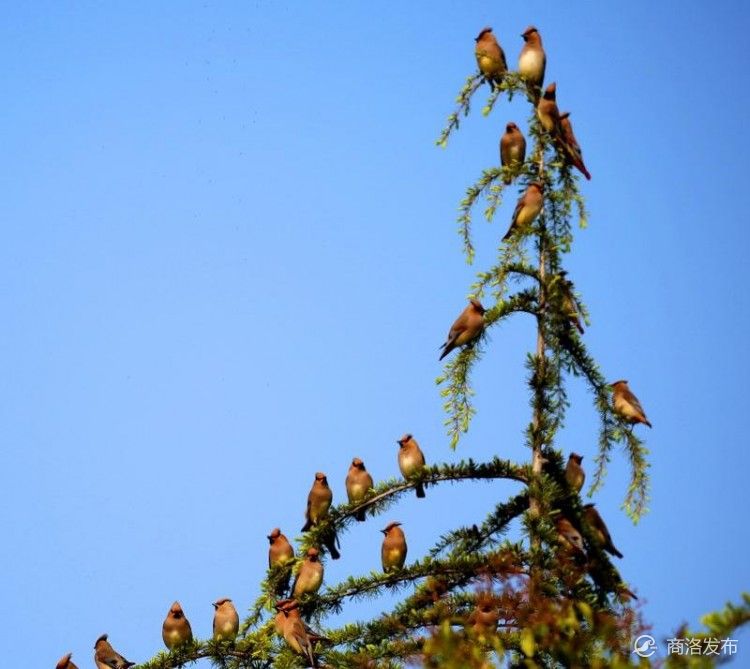手机号注册免费申请,手机号注册