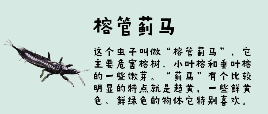 致命来袭十种最危险的昆虫,防不胜防的昆虫