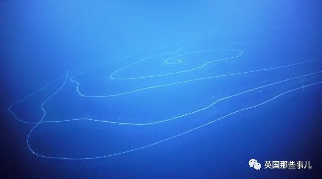 深海发现40多米的水母,深海发现巨型水母