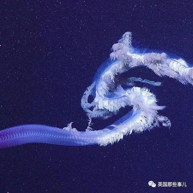 深海发现40多米的水母,深海发现巨型水母