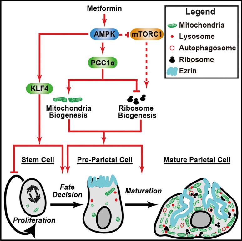 《细胞》子刊：揭示二甲双胍护胃机制！科学家发现二甲双胍可调节胃干细胞代谢，促进干细胞转化为分泌胃酸的细胞来护胃|科学大发现
