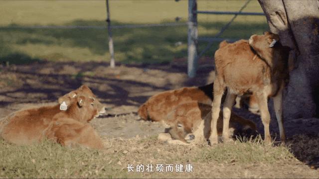 补钙奶粉中老年人驼奶,驼奶钙片
