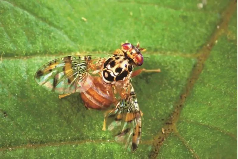 还有人从国外寄来20多只果蝠标本？海淘代购关注了，邮寄蜥蜴、盆景入境，可能会入刑