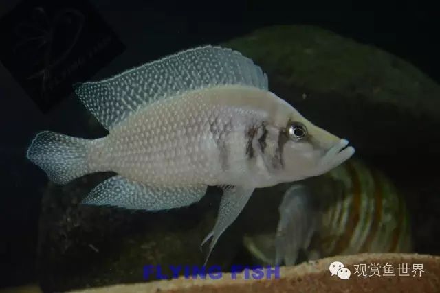 坦干喀伊湖纪录片全集,坦干伊喀湖图片