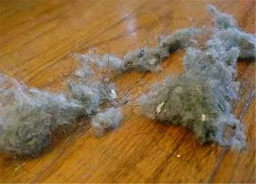 为什么家里总有很多“毛絮”？学会这么做，毛絮自动消失，贼实用