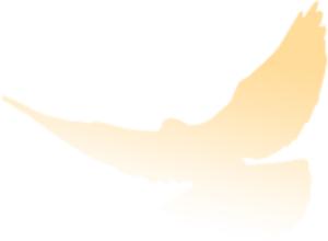 金杜律师事务所涉及50家ipo,金杜律师事务所和大成律师事务所