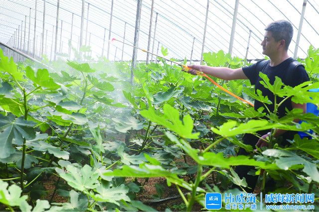 种下无花果拓宽致富路,可以长成大树的无花果品种