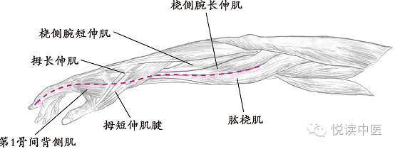 十四经络走向图高清,十四经络走向图