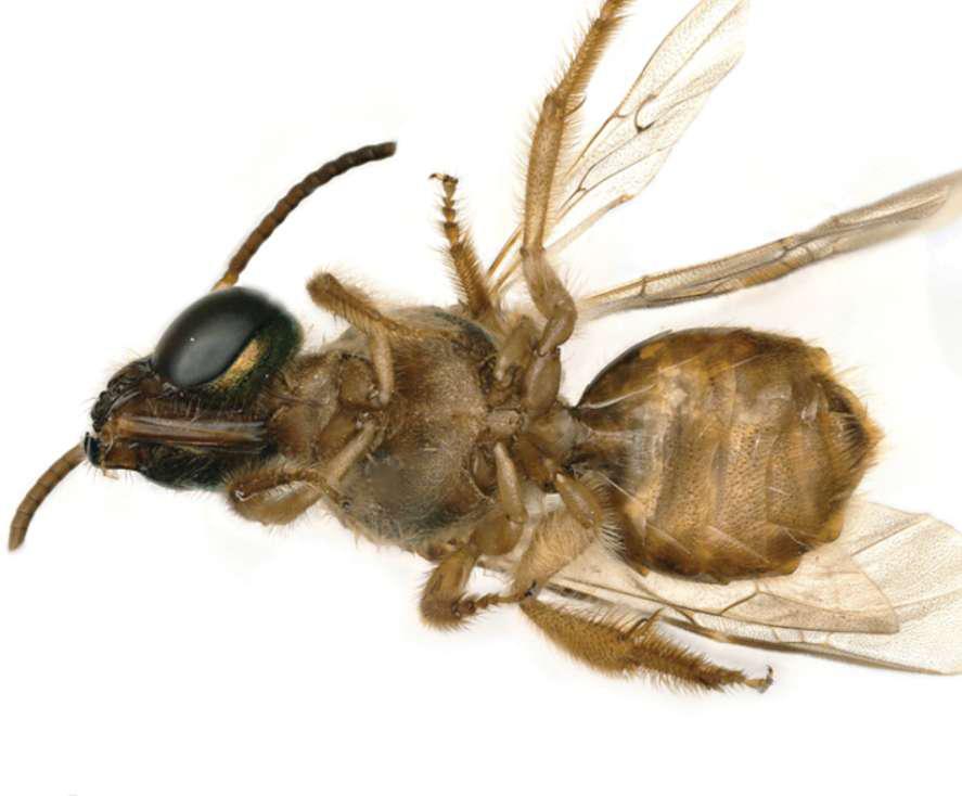 只有一只蜜蜂蜜蜂能活过去吗,一只蜂王和几只工蜂怎么发展