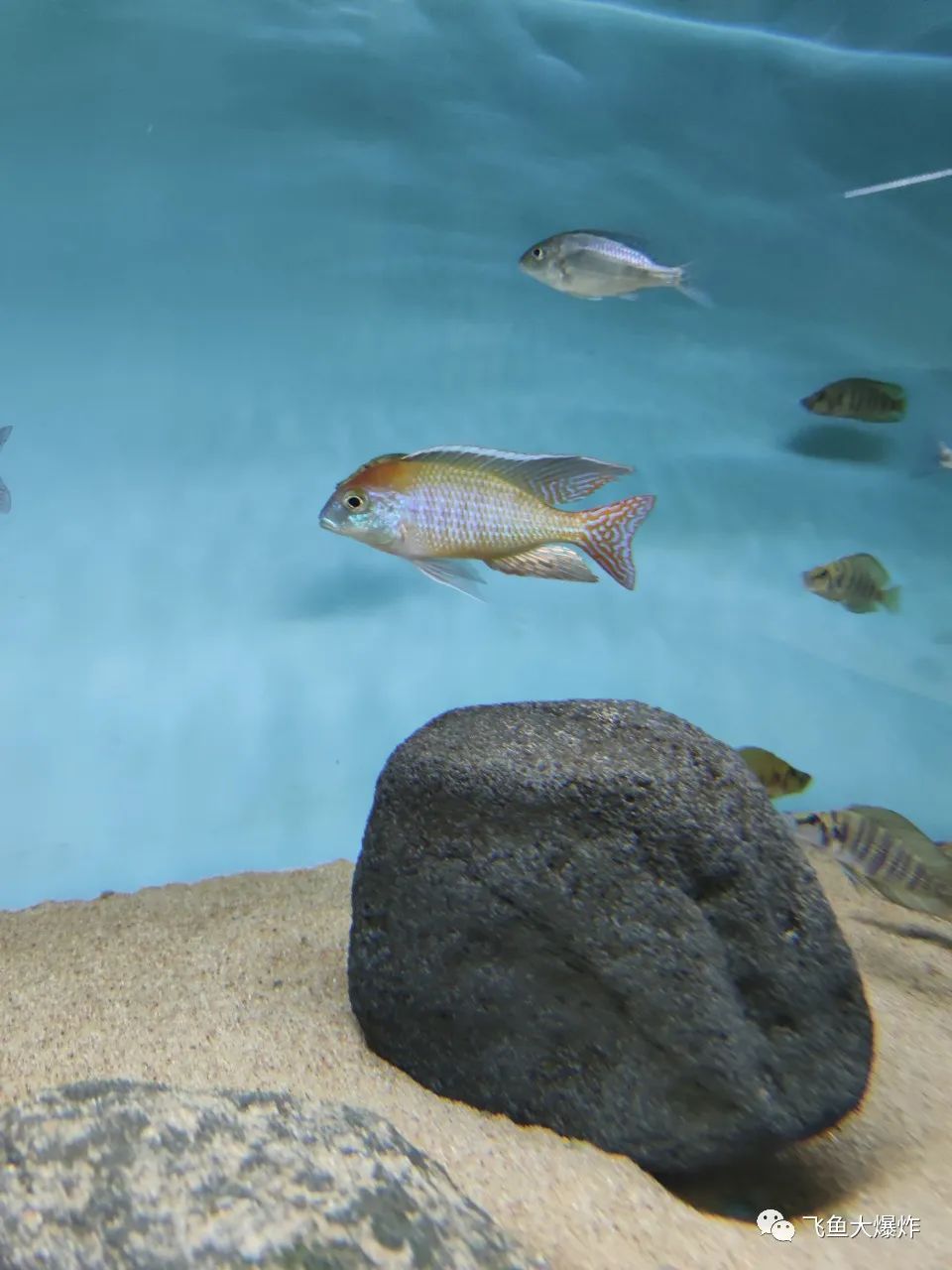 2020慈鲷筑巢大赛~非洲三湖沙雕艺术家的盛宴