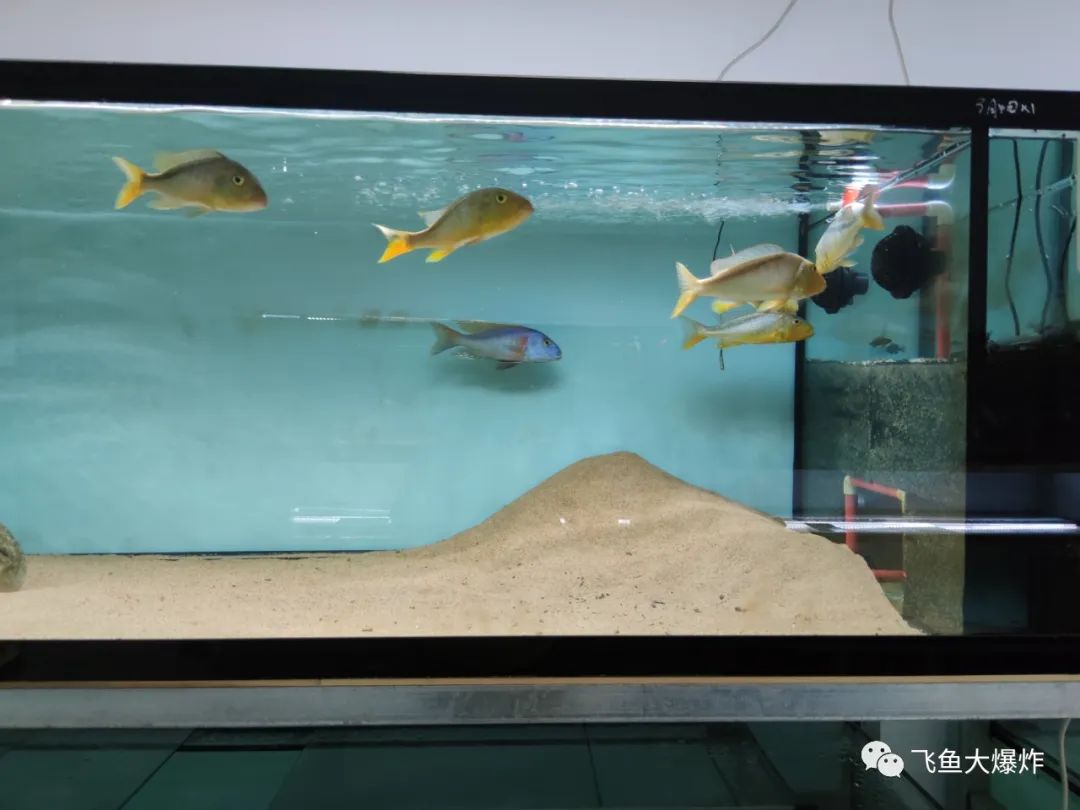 2020慈鲷筑巢大赛~非洲三湖沙雕艺术家的盛宴