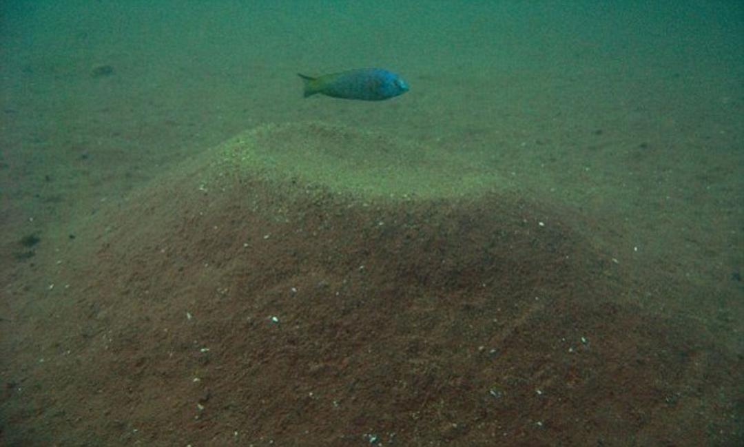 2020慈鲷筑巢大赛~非洲三湖沙雕艺术家的盛宴