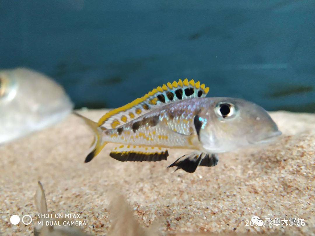 2020慈鲷筑巢大赛~非洲三湖沙雕艺术家的盛宴