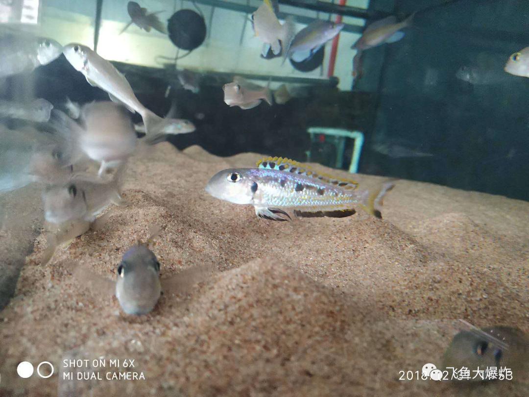 2020慈鲷筑巢大赛~非洲三湖沙雕艺术家的盛宴