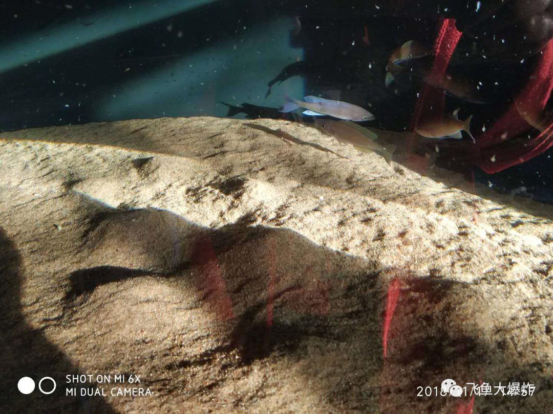 2020慈鲷筑巢大赛~非洲三湖沙雕艺术家的盛宴