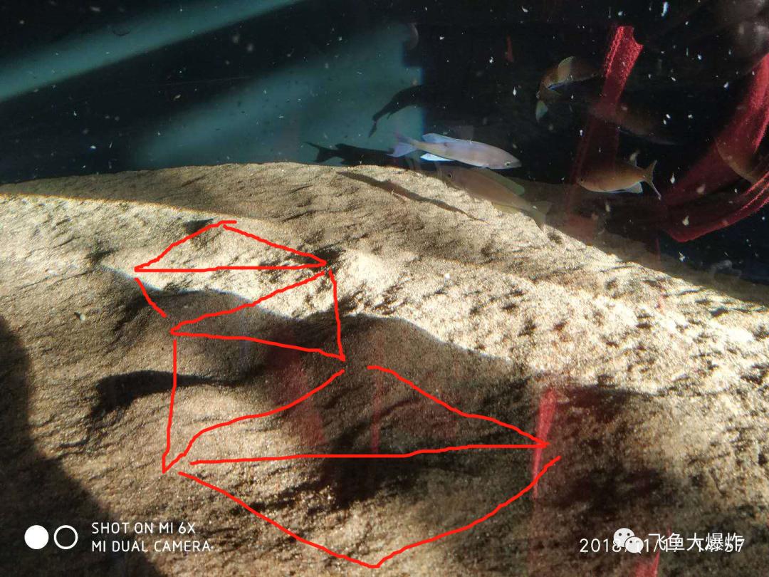 2020慈鲷筑巢大赛~非洲三湖沙雕艺术家的盛宴