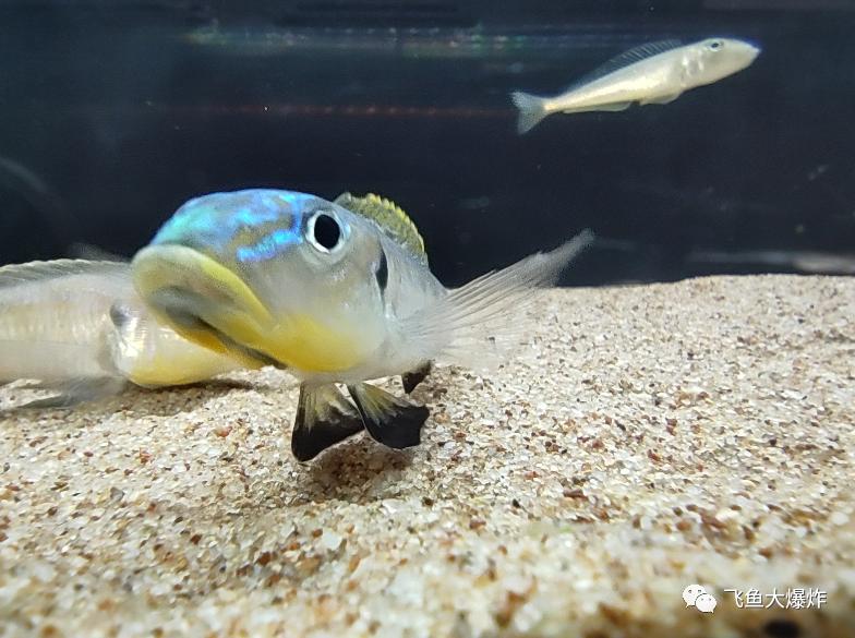 2020慈鲷筑巢大赛~非洲三湖沙雕艺术家的盛宴