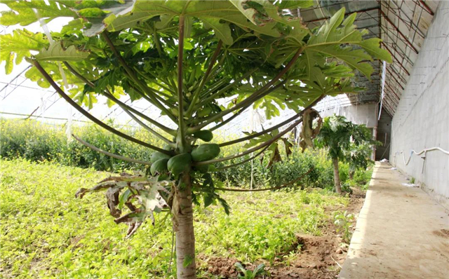 双岛卧龙村：古村蝶变，泉甜、果香，甜蜜产业味道长