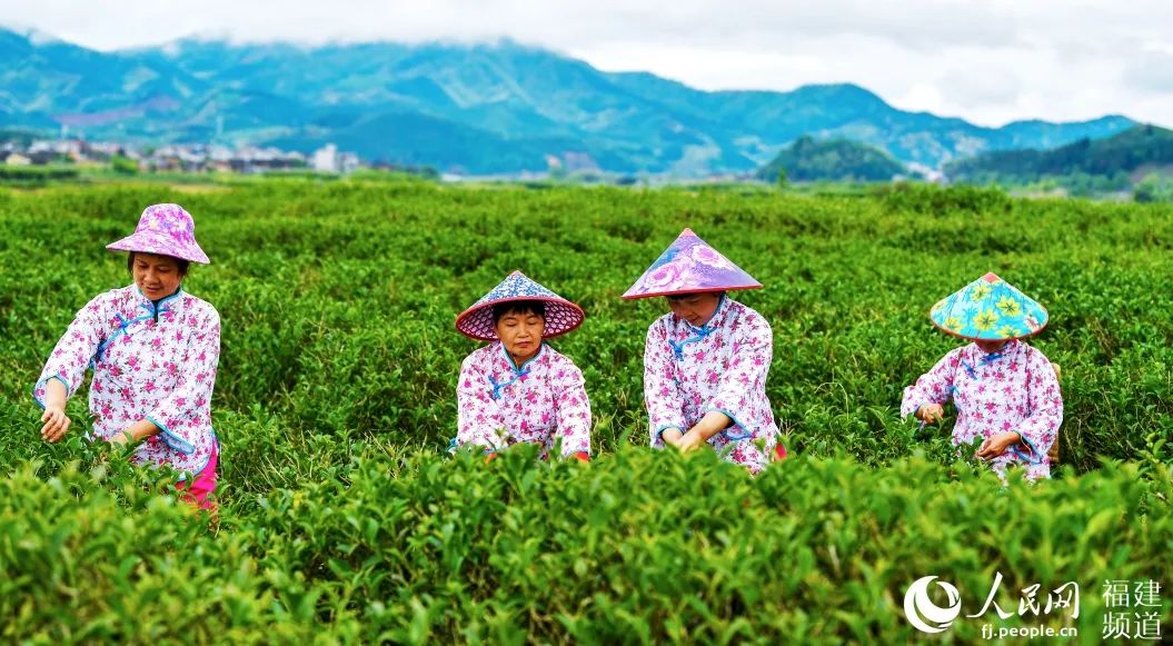 快看！满山“绿色金子”