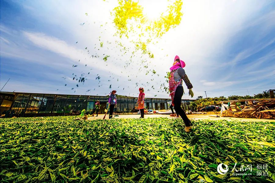 快看！满山“绿色金子”