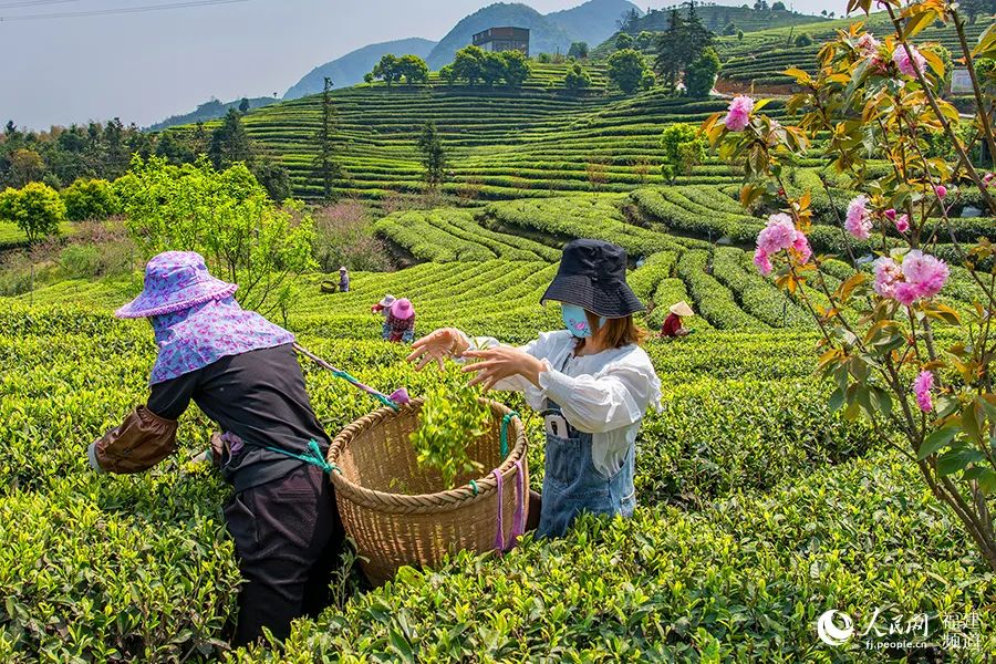 快看！满山“绿色金子”