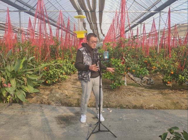 崇明大叔一夜卖甜芦粟8000斤,崇明大叔卖甜芦粟