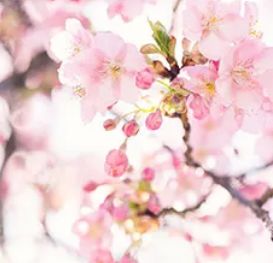 第三十八届樱花书画大赛,首届樱花杯诗词大赛获奖名单