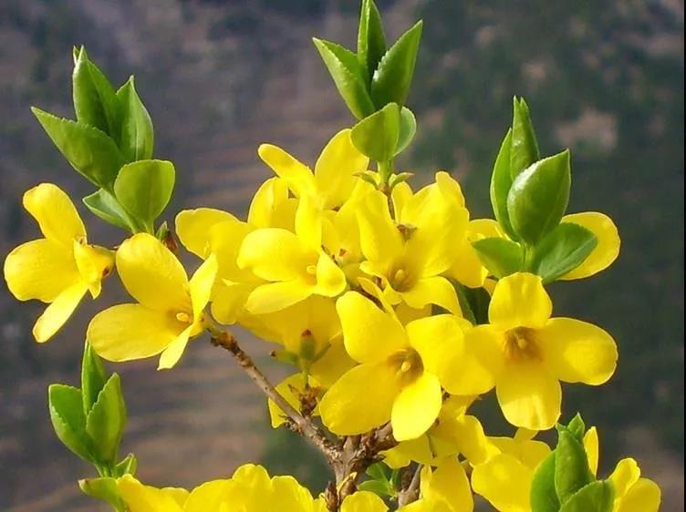 河北一朵“花”清气荡全球“连花清瘟”硬核抗疫力推进中药国际化