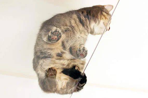 猫奴的春天！日本这家公司专门打造出「猫奴公寓」，每一处设计都超贴心