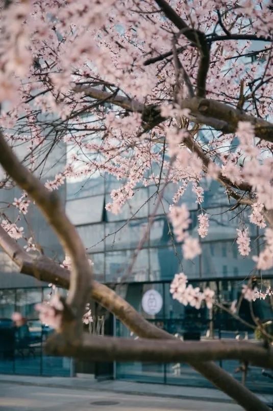 从燕园到家乡丨一种相思，两处*光春**
