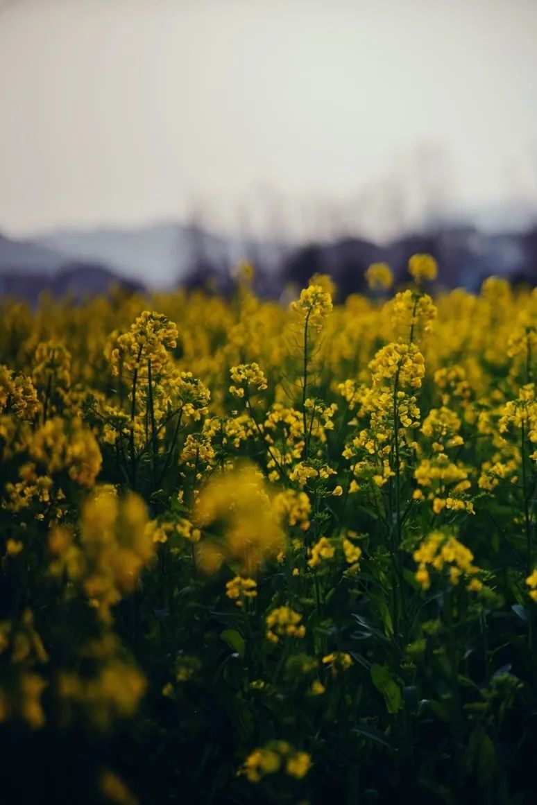 从燕园到家乡丨一种相思，两处*光春**