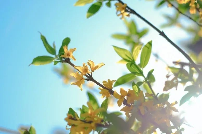 从燕园到家乡丨一种相思，两处*光春**