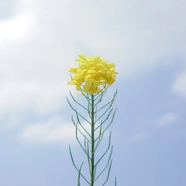 从燕园到家乡丨一种相思，两处*光春**