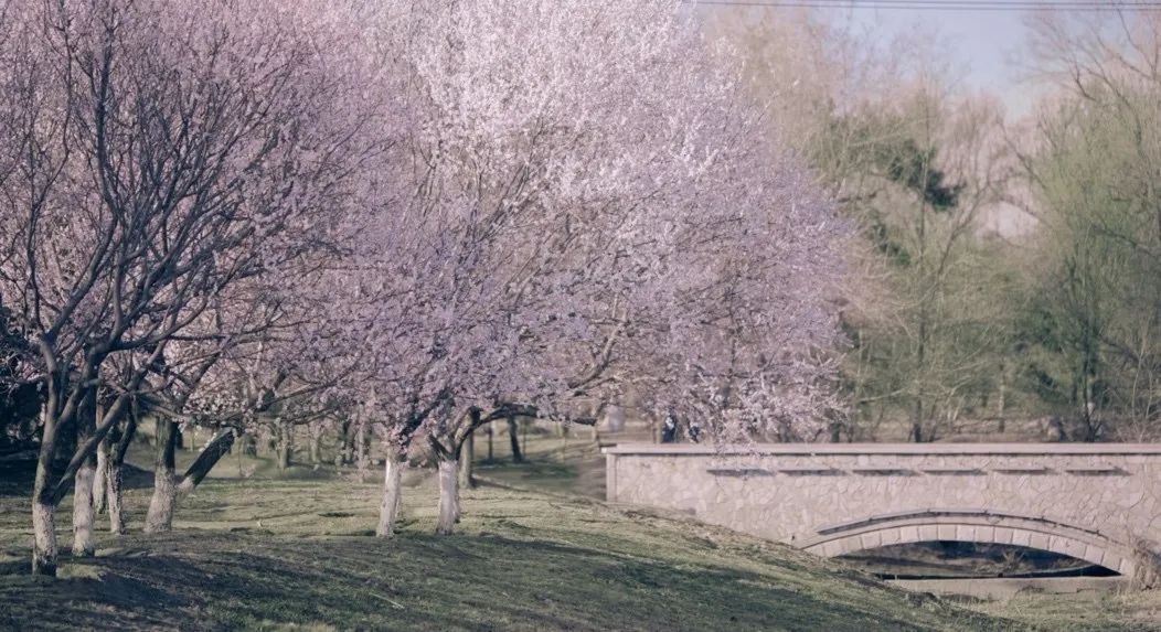 从燕园到家乡丨一种相思，两处*光春**