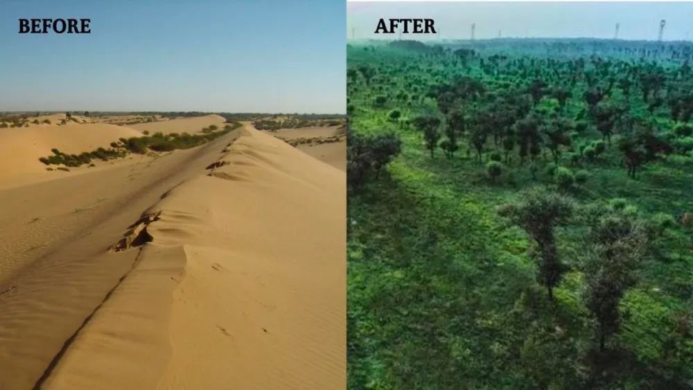 干掉千年沙漠,千年沙漠种树有多厉害