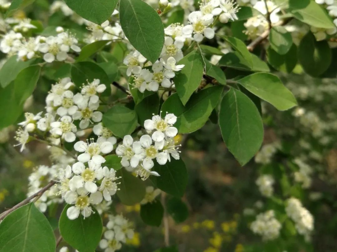 绿道有哪些科普,绿道花卉